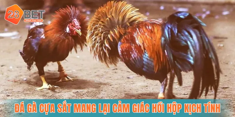 Đá gà cựa sắt mang lại cảm giác hồi hộp kịch tính